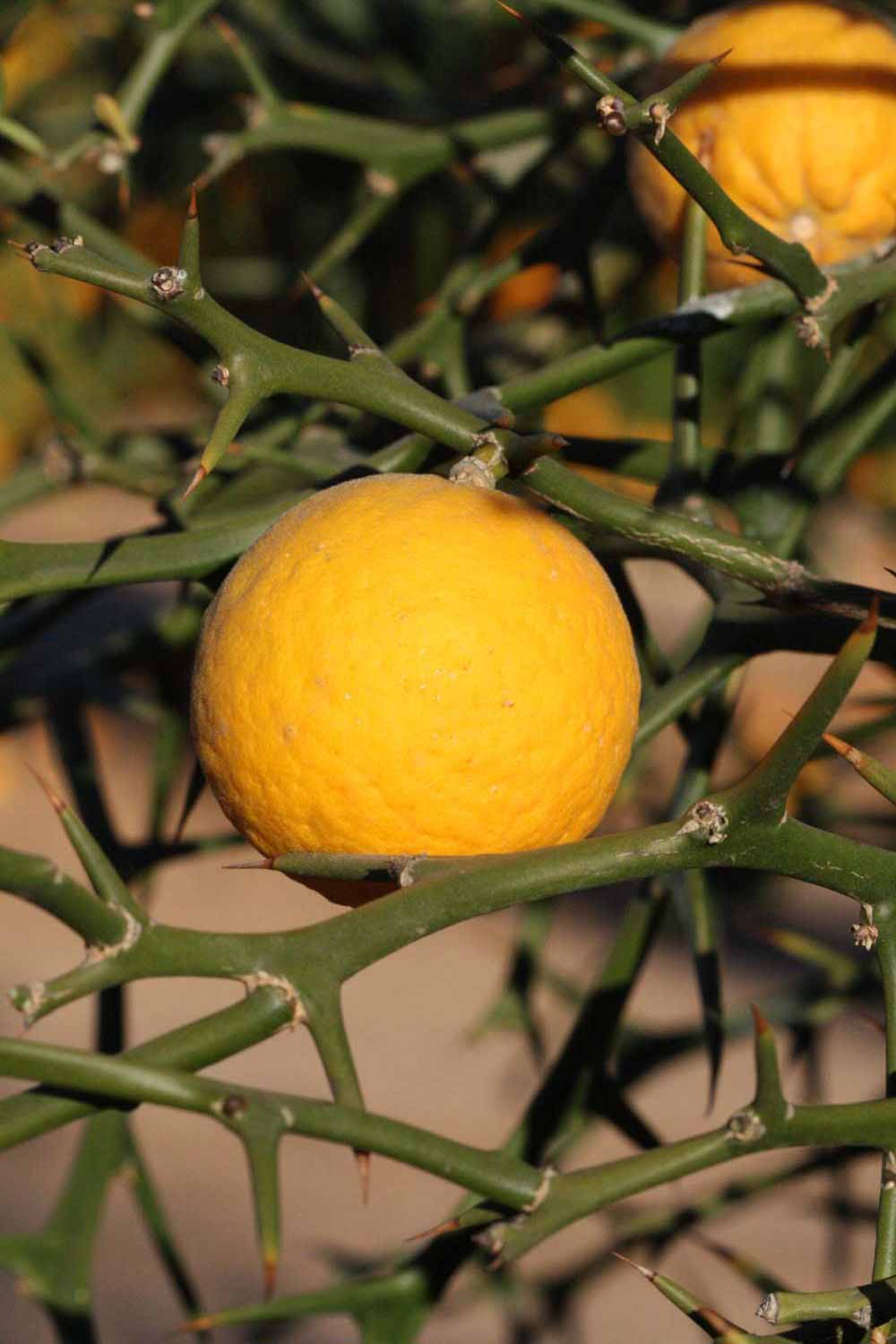                Fruit (Swingle, Riverside, CA)       